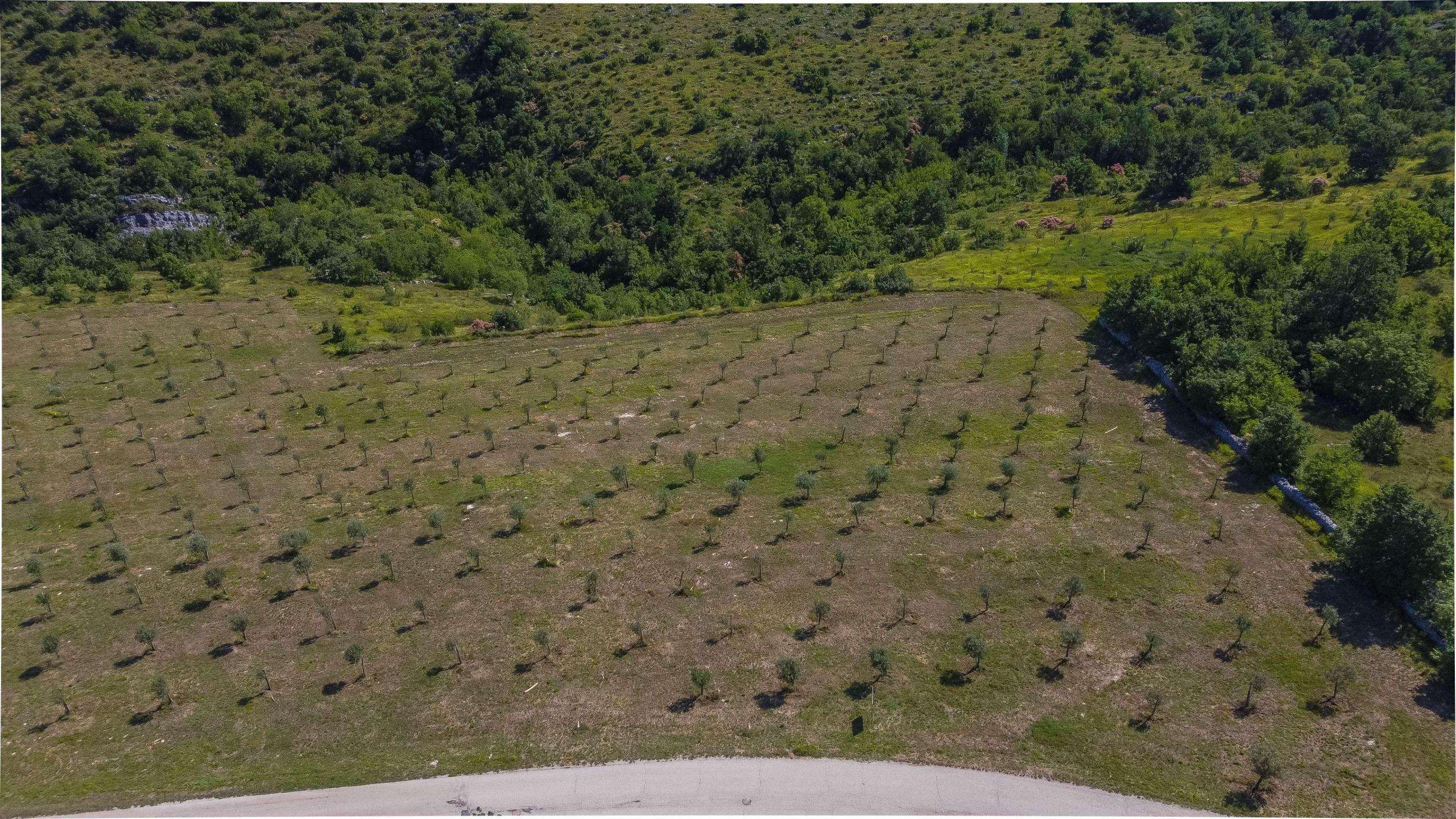 Buje okolica | Građevinsko zemljište na atraktivnoj poziciji