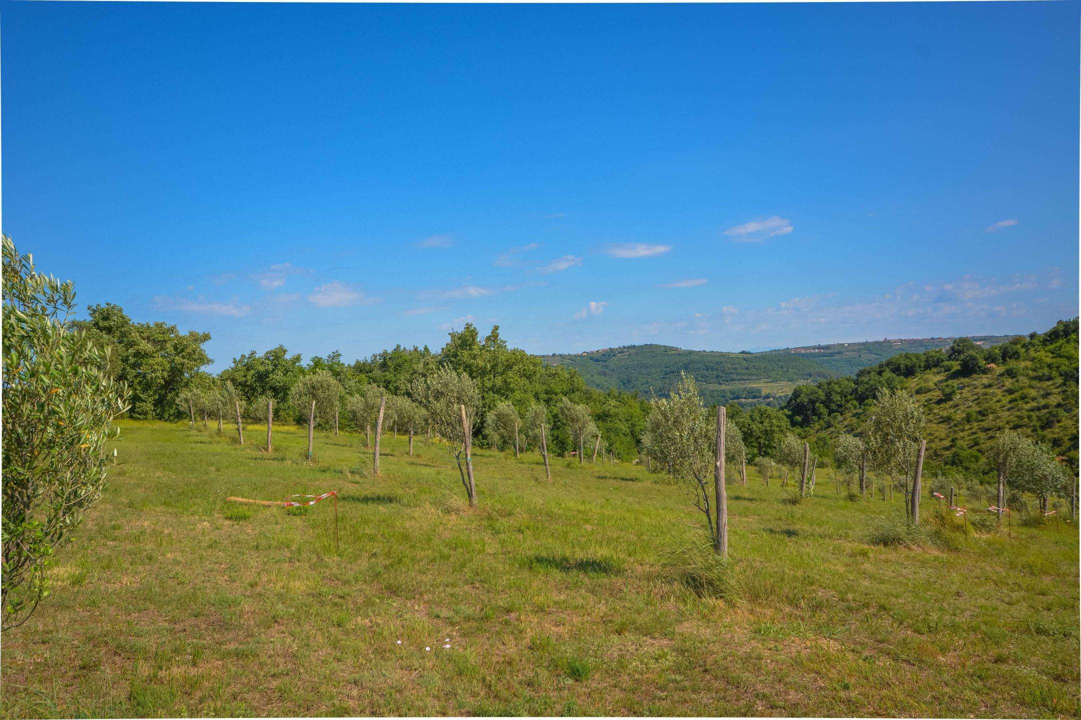 Buje okolica | Građevinsko zemljište na atraktivnoj poziciji