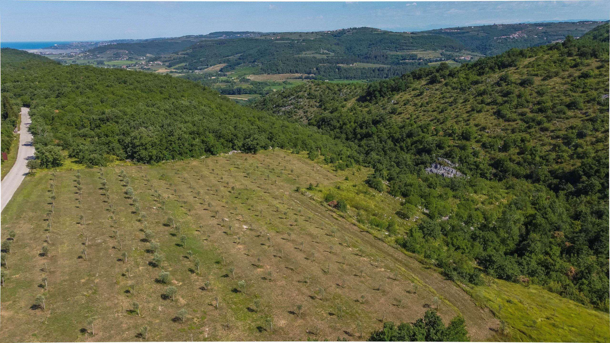 Umgebung von Buje | Baugrundstück mit Blick auf Momjan Umgebung von Buje | Baugrundstück mit Blick auf Momjan