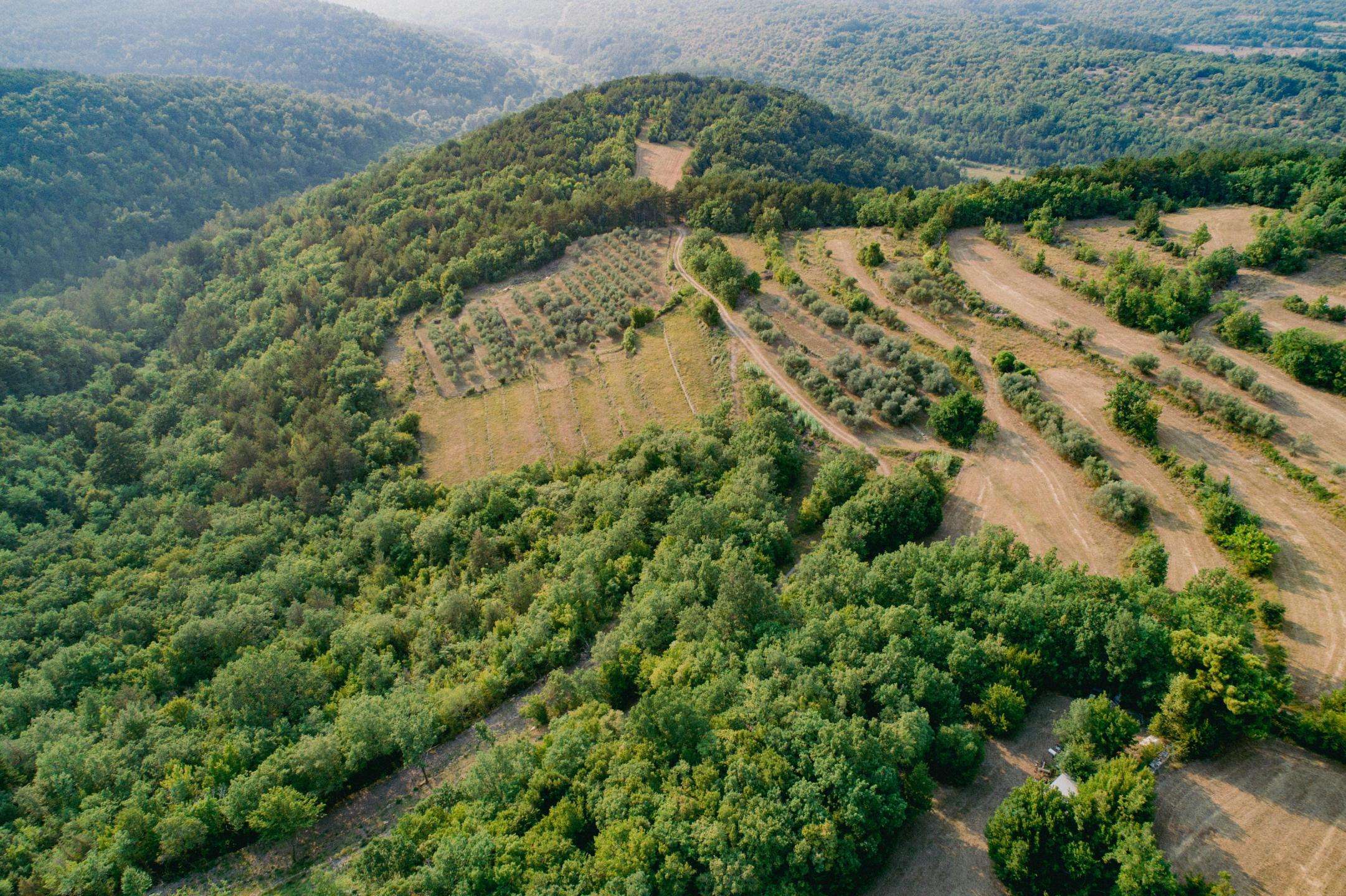 DJI