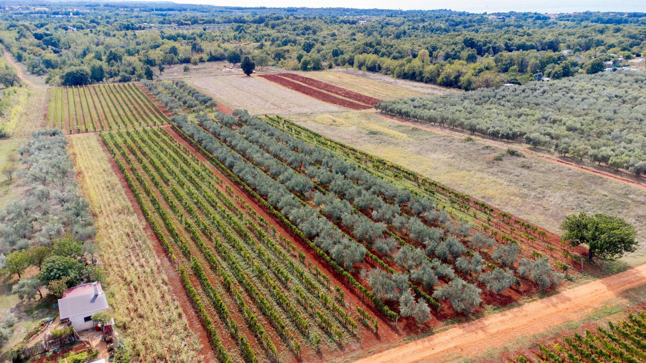 Okolica Umaga | Prodamo kmetijsko zemljišče Okolica Umaga | Prodamo kmetijsko zemljišče