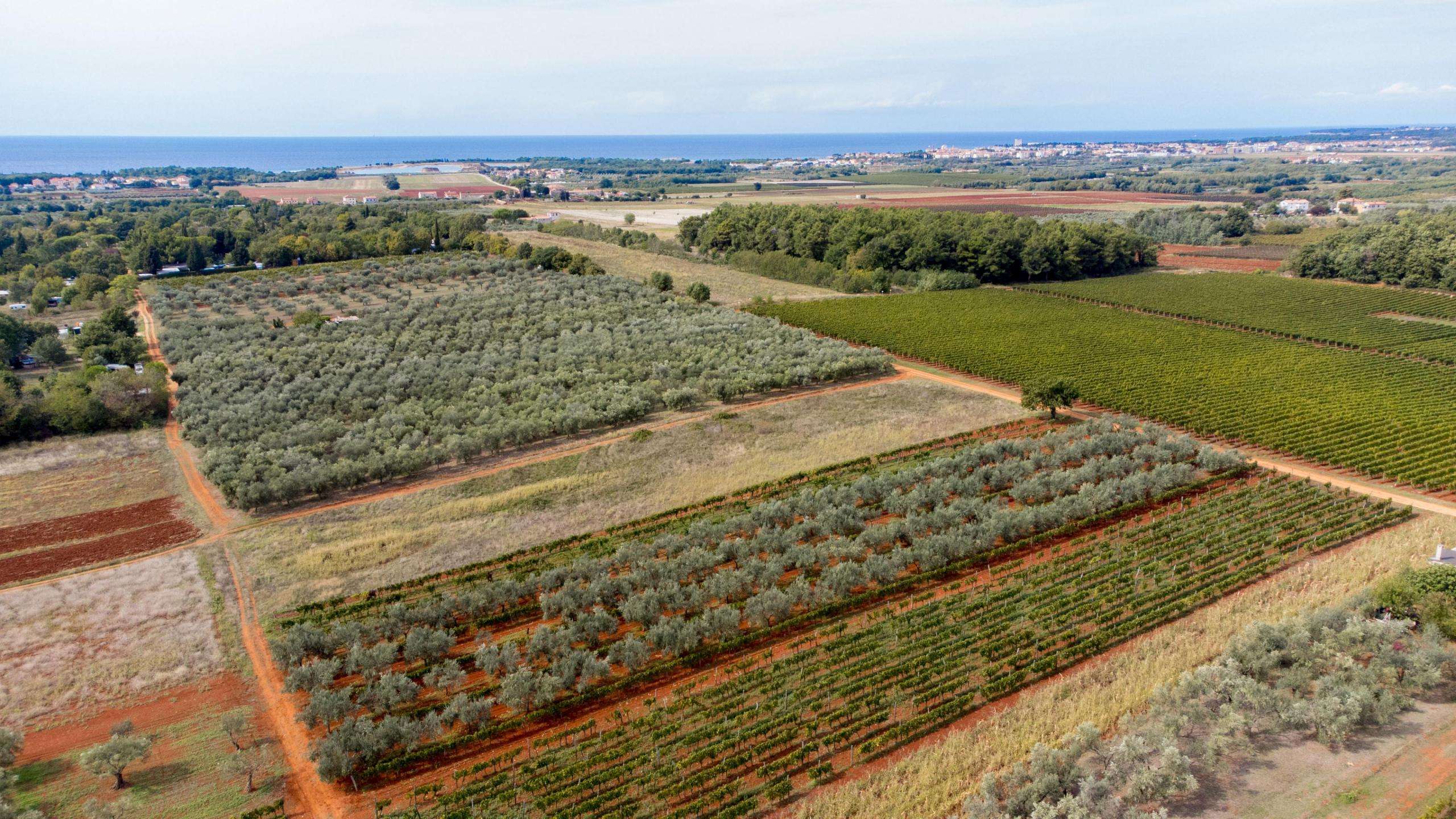 Okolica Umaga | Prodamo kmetijsko zemljišče