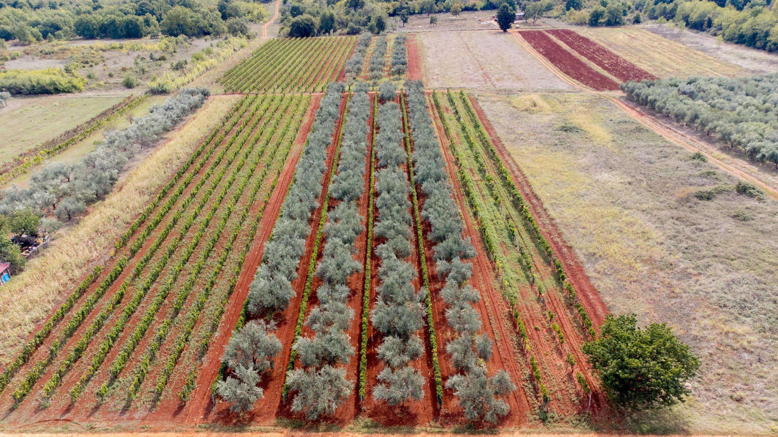 Okolica Umaga | Prodamo kmetijsko zemljišče