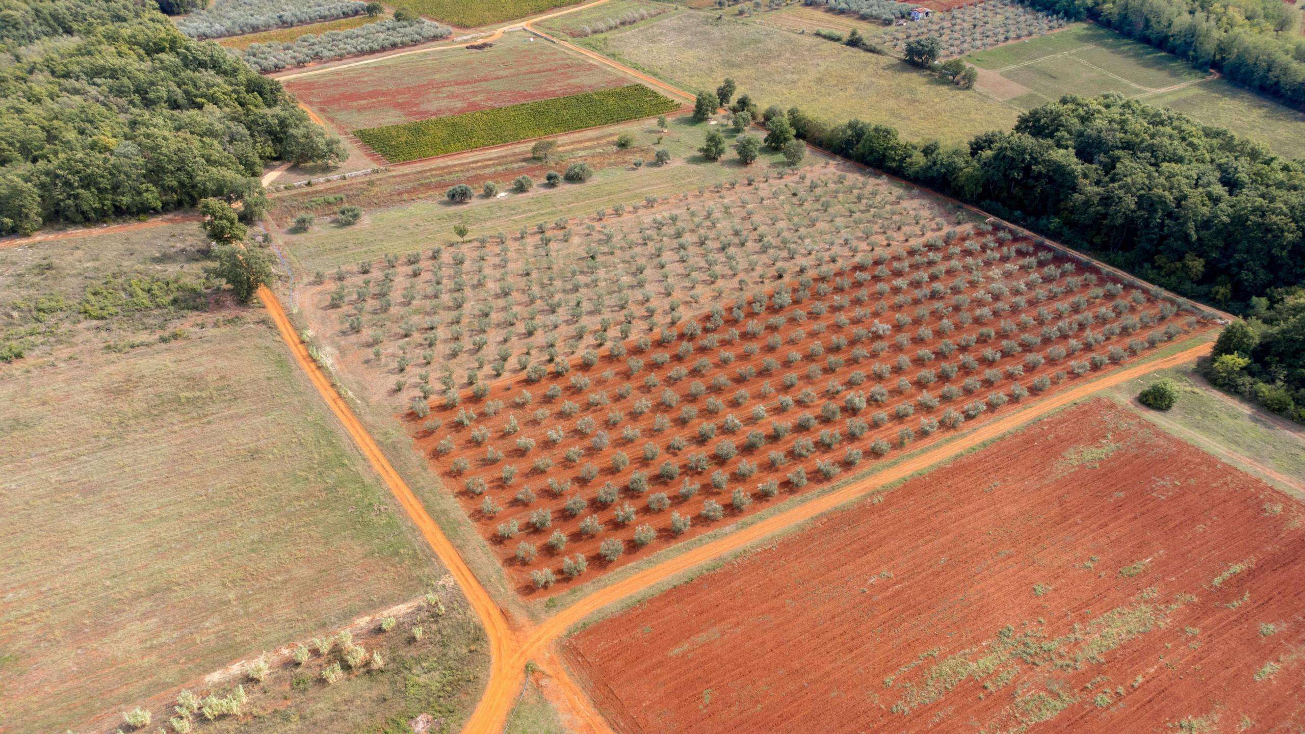 Умаг район | Сельскохозяйственная земля с оливковой рощей Умаг район | Сельскохозяйственная земля с оливковой рощей
