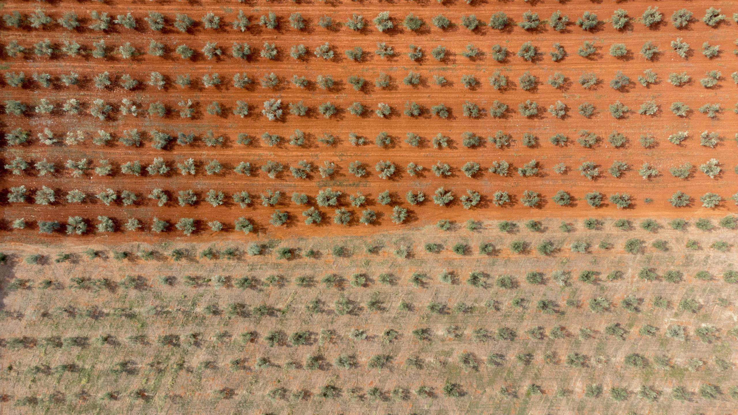 Умаг район | Сельскохозяйственная земля с оливковой рощей