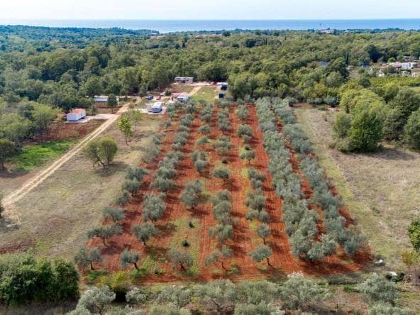 Umag surroundings | Agricultural land with an olive grove for sale