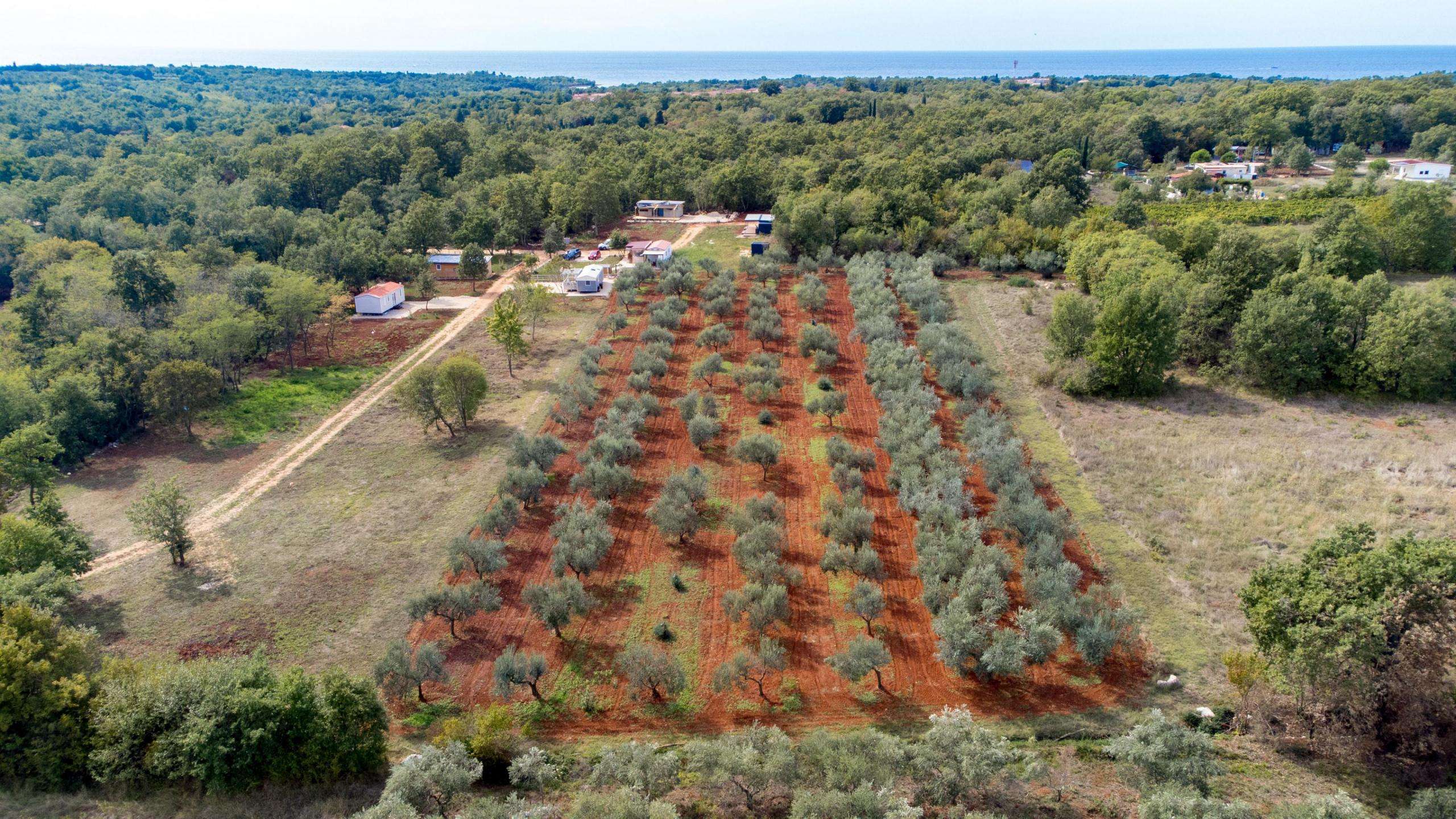 Umag okolica | Prodaje se poljoprivredno zemljište sa maslinikom Umag okolica | Prodaje se poljoprivredno zemljište sa maslinikom