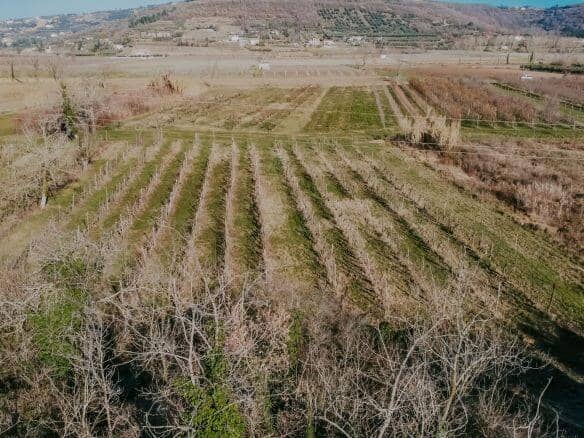 kastel okolica kmetijsko zemljišče z vinogradom