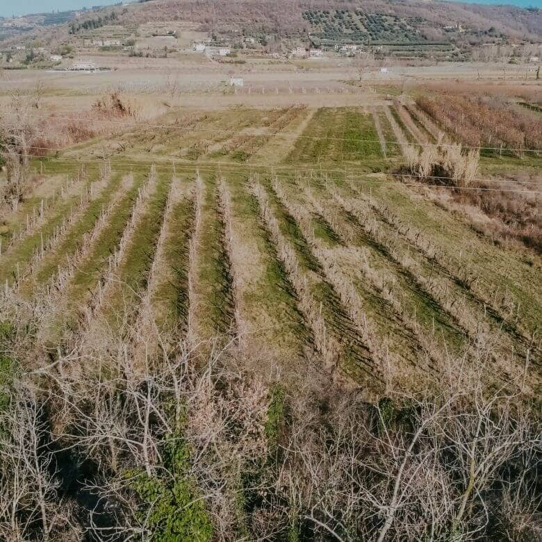 kastel okolica kmetijsko zemljišče z vinogradom