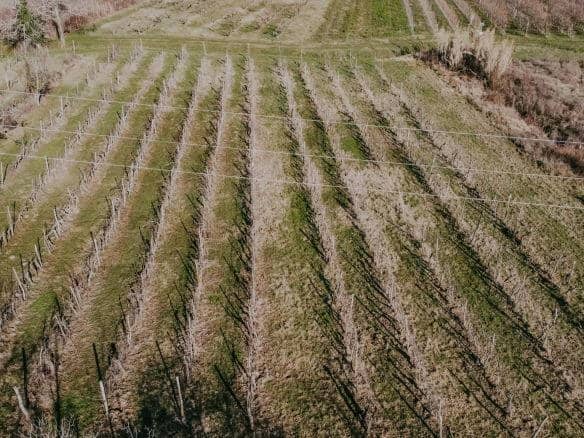 kastel okolica kmetijsko zemljišče z vinogradom