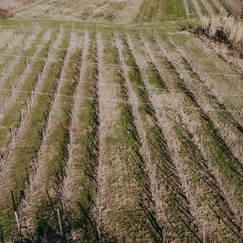 kastel okolica kmetijsko zemljišče z vinogradom