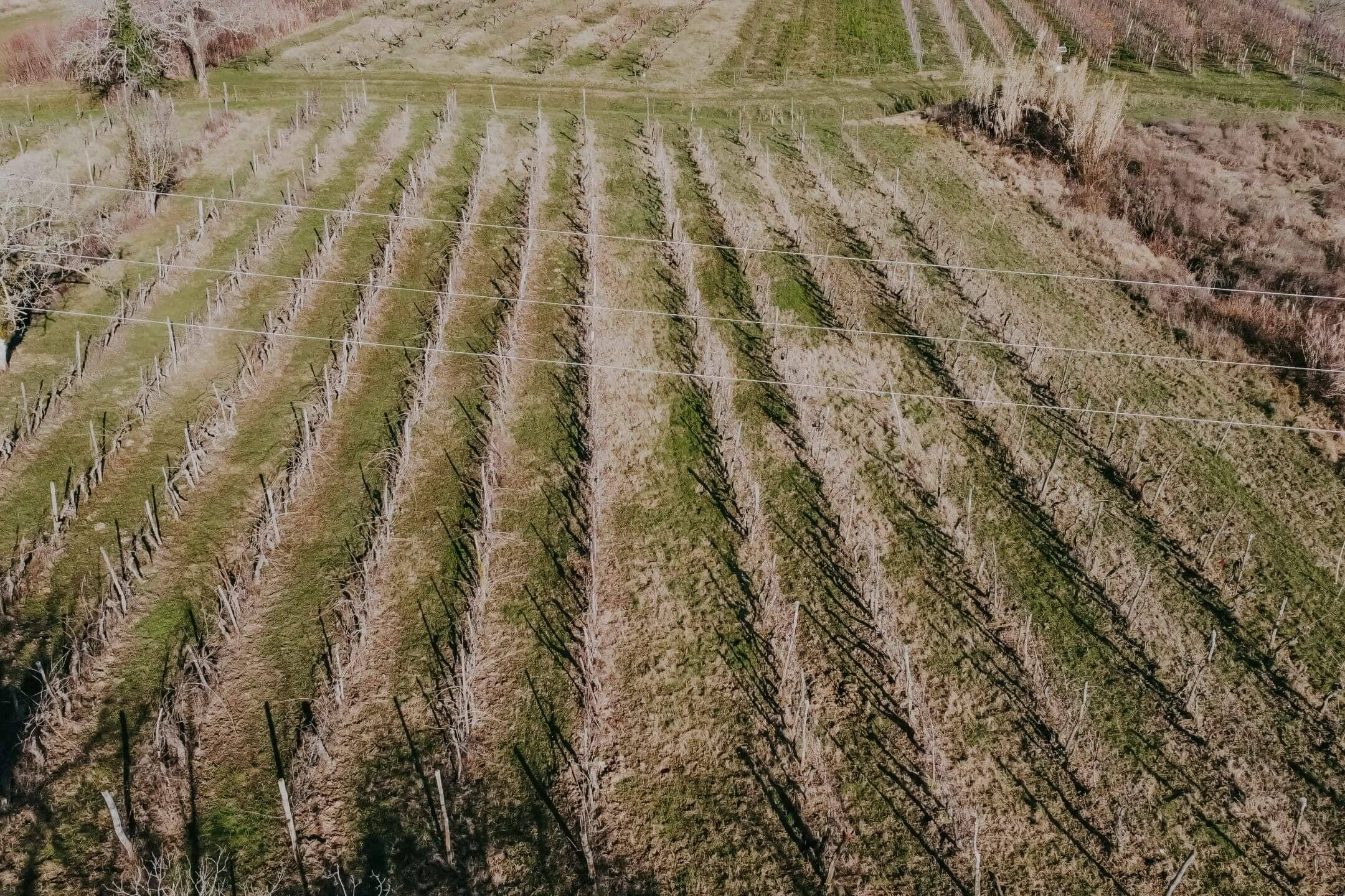 kastel okolica kmetijsko zemljišče z vinogradom