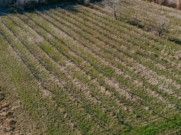 kastel okolica kmetijsko zemljišče z vinogradom