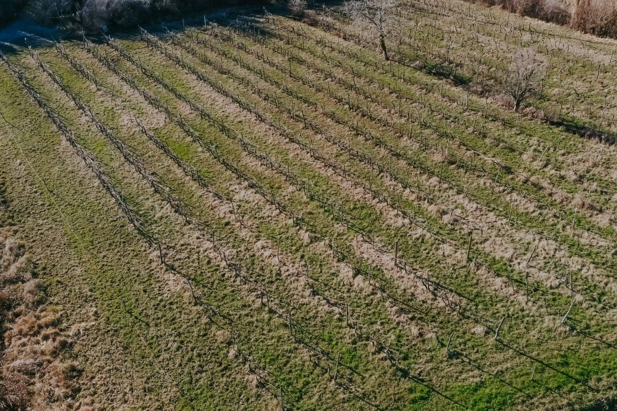 kastel okolica kmetijsko zemljišče z vinogradom