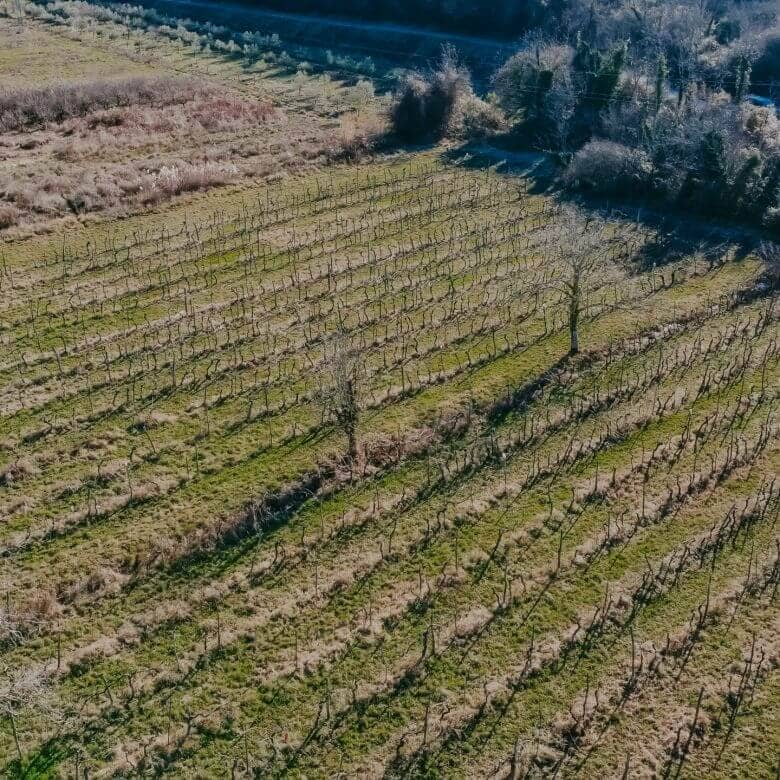 kastel okolica kmetijsko zemljišče z vinogradom