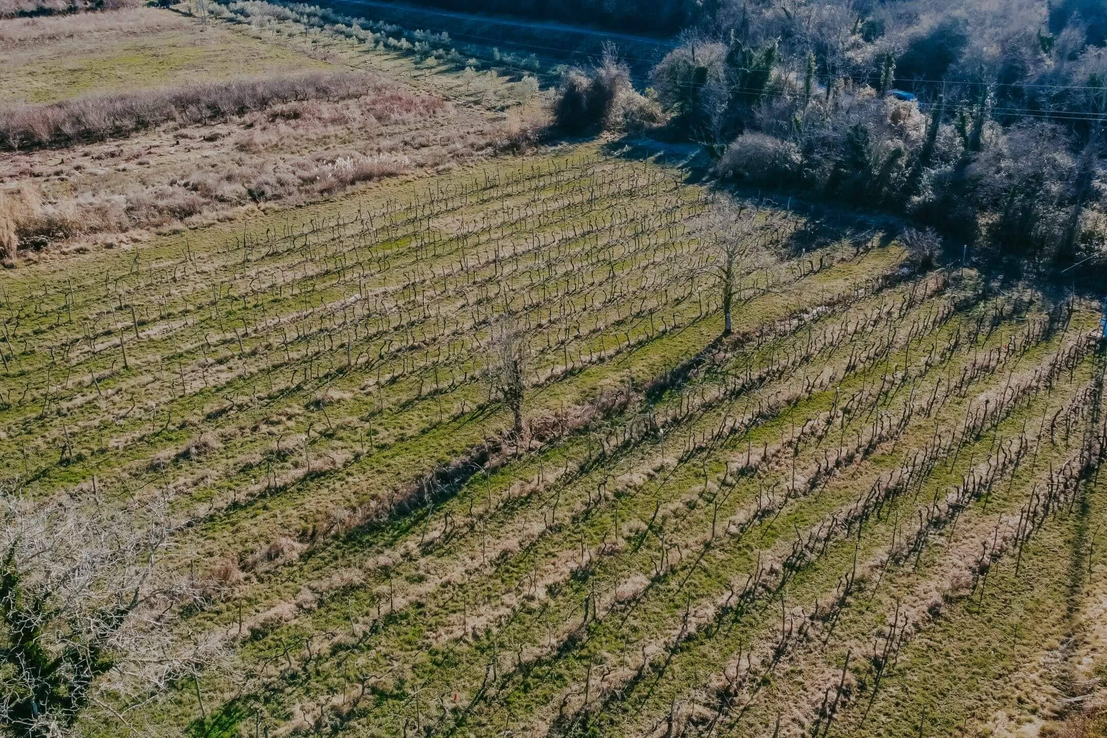 kastel okolica kmetijsko zemljišče z vinogradom